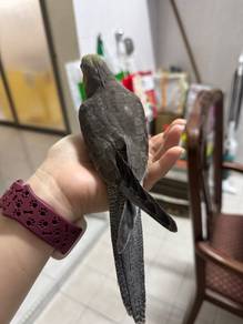 Baby cockatiel