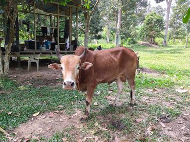 Lembu jantan