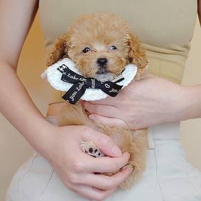 Toy Poodle