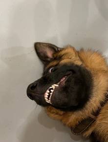 German Shepherd