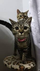 bsh mix