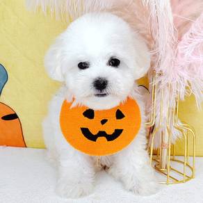 Poodle