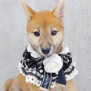 Shiba