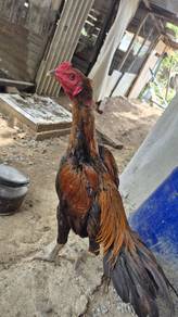 ayam 