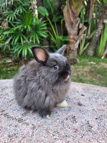 Arnab Nd dwarf mix cute ❤️❤️❤️