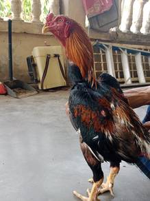 ayam batang kaki 