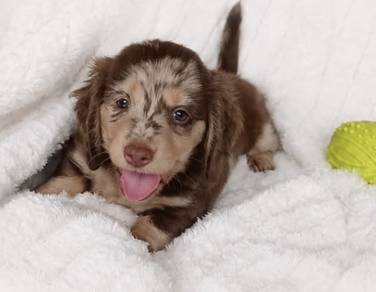 MINIATURE DACHSHUND Puppies VIP43🐻 Male~Female