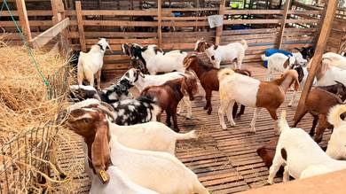 Kambing Boer
