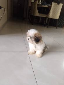 shihtzu