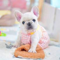 French Bulldog