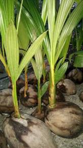 Benih kelapa kuning & sgg tulen
