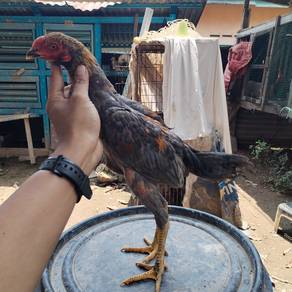 ayam magon 