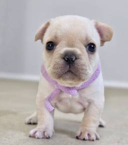 FRENCH BULLDOG PUPPIES 🌻VIP798  Boy -Girl  Cream