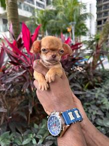 chihuahuas y