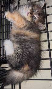 PERSIAN Purebreed
