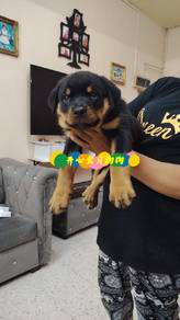 Rottweiler (F)