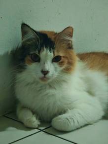 Female Cat for Sale 🐾