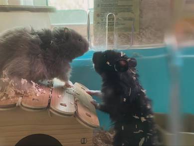 hamster