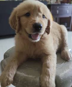 Golden retriever 