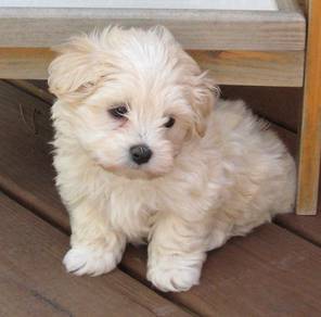 G6633YY Poochon Bichon mix Poodle puppies