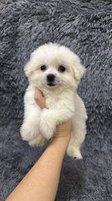 Bichonspitz Female Father BichonMother Spitz
