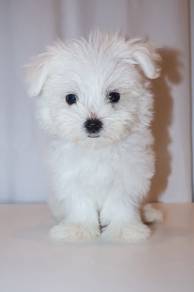 J0651 Maltese Adorable Fine Long Hair Puppy
