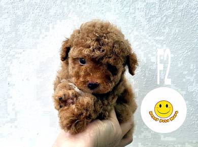 GTT_623 intelligent tiny Poodle little pet