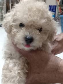 Maltipoo 
