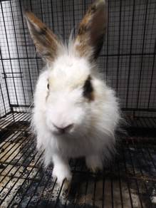 Adult Female Rabbit for SALE!!!