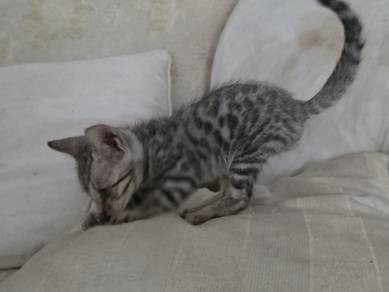 Pure Exotic bengal F4/3G/SBT kitten cat for sell