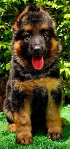 GERMAN SHEPHERD PUPPIES GSD25🐻Good structure Girl