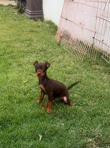 Pure mini Pinscher puppy