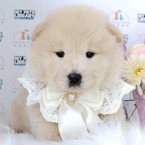 Chow Chow