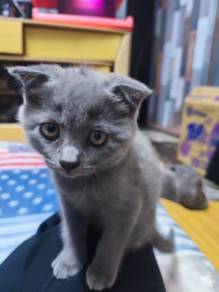 scottish fold 
