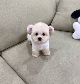 MINI POODLE PUPPIES S131 🌻 Bear Face