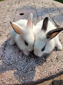 Rabbit Lionhead Vanilla cute❤️❤️❤️