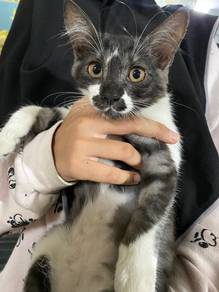 Kucing free