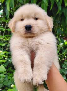 GOLDEN RETRIEVER PUPPIES M775 🌻  Cream / Gold