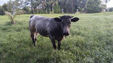 Lembu Mega untuk dijual