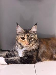 Maincoone Female Tortie