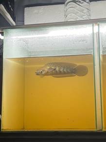 Maru Red Barito
