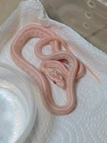 精品宠物蛇 | Quality Corn Snake 🐍