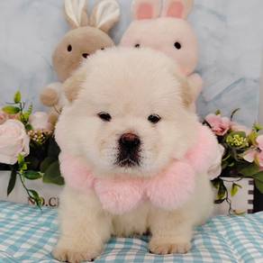 Chow Chow