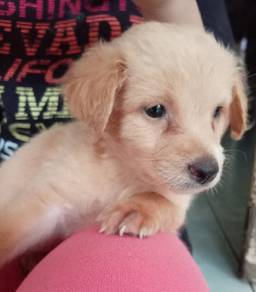 Toy Poodle mix