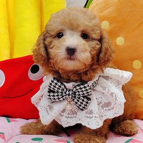 Toy Poodle