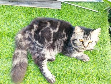 Kucing Marble cantik