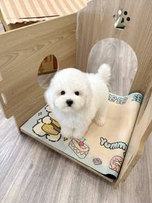 Dog 泰迪熊弟弟