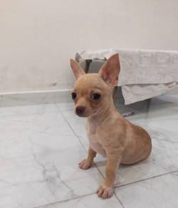 Apple head small mouth Chihuahua