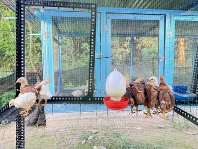 Anak Ayam Rhode Island Red (RiR) Tulen