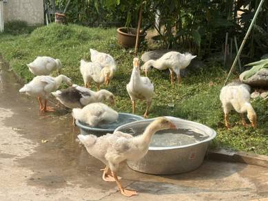 Anak angsa putih besar-besar